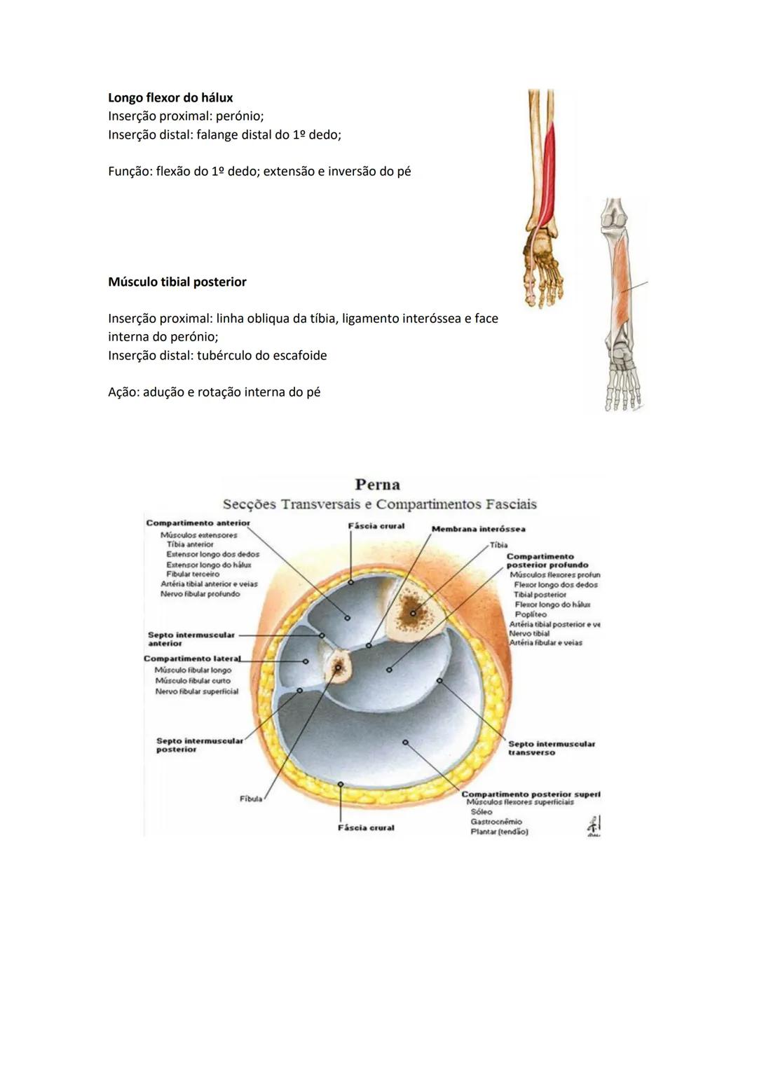 Terminologia e planos do corpo humano
Descreve planos espaciais dos órgãos
O corpo humano deve-se considerar na seguinte posição
• Sempre o