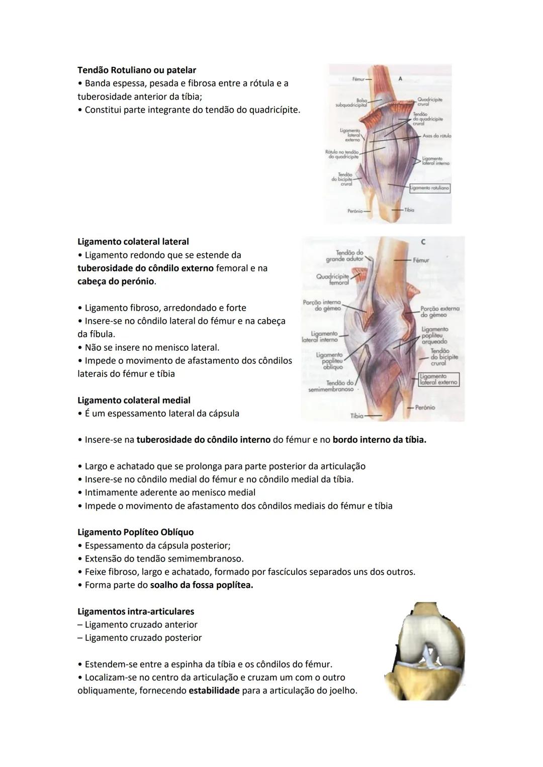 Terminologia e planos do corpo humano
Descreve planos espaciais dos órgãos
O corpo humano deve-se considerar na seguinte posição
• Sempre o
