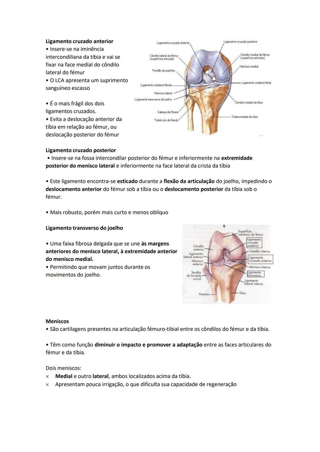 Terminologia e planos do corpo humano
Descreve planos espaciais dos órgãos
O corpo humano deve-se considerar na seguinte posição
• Sempre o