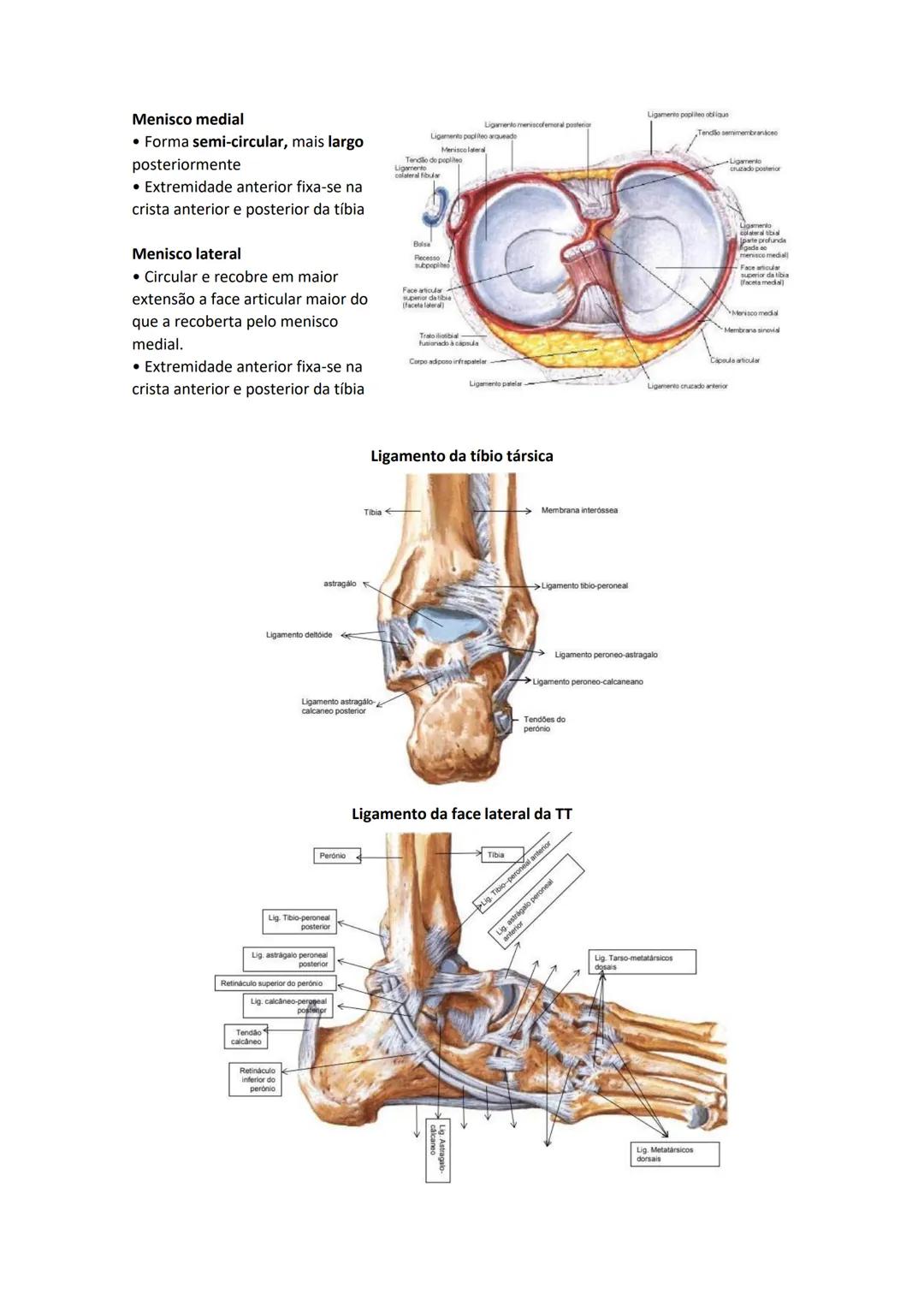 Terminologia e planos do corpo humano
Descreve planos espaciais dos órgãos
O corpo humano deve-se considerar na seguinte posição
• Sempre o