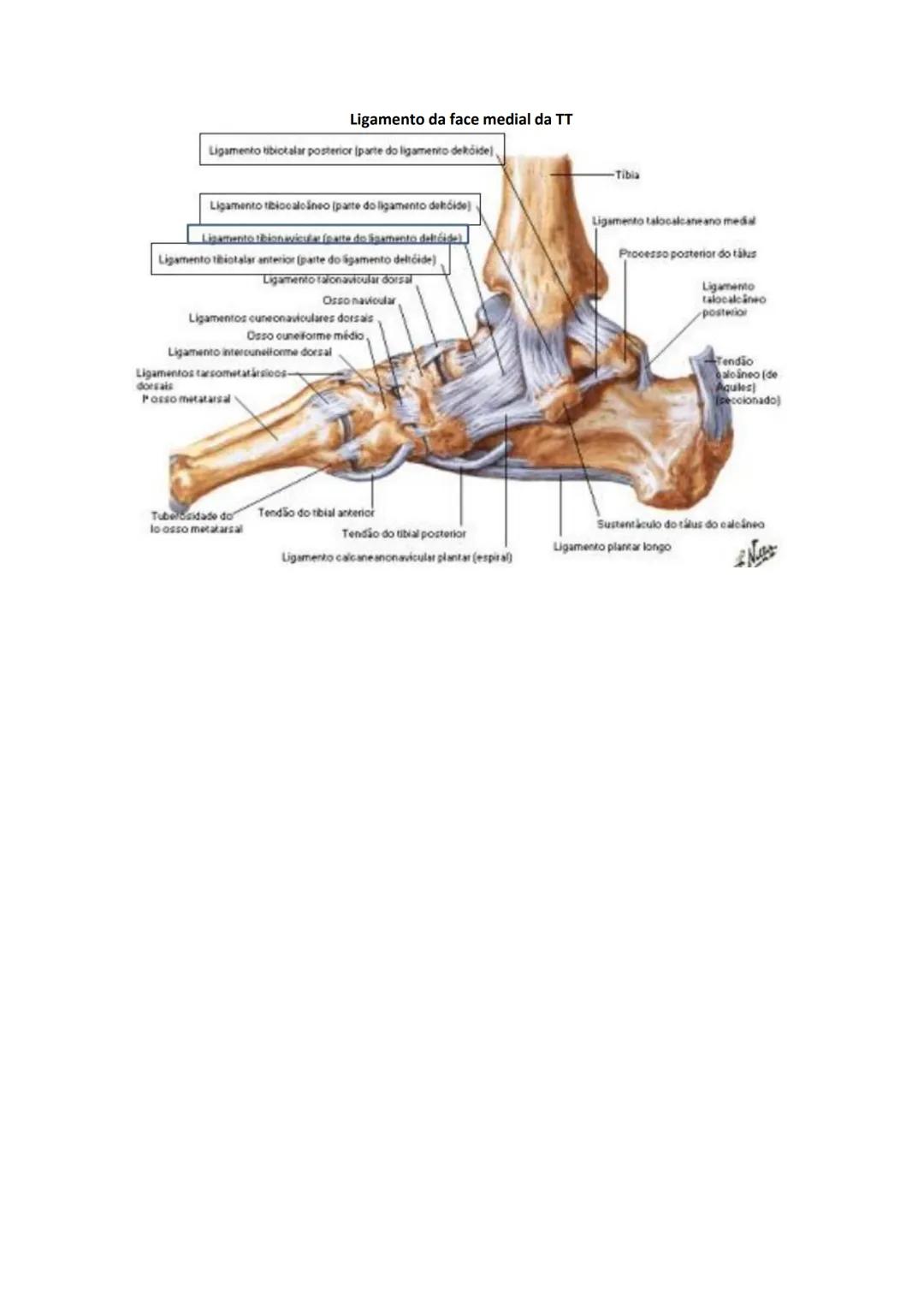 Terminologia e planos do corpo humano
Descreve planos espaciais dos órgãos
O corpo humano deve-se considerar na seguinte posição
• Sempre o
