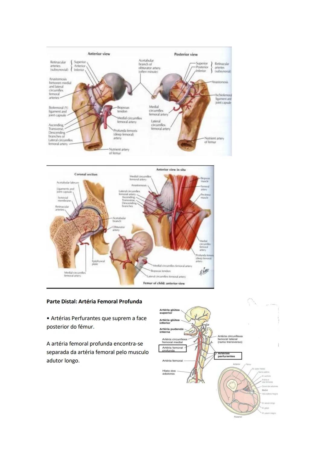 Terminologia e planos do corpo humano
Descreve planos espaciais dos órgãos
O corpo humano deve-se considerar na seguinte posição
• Sempre o