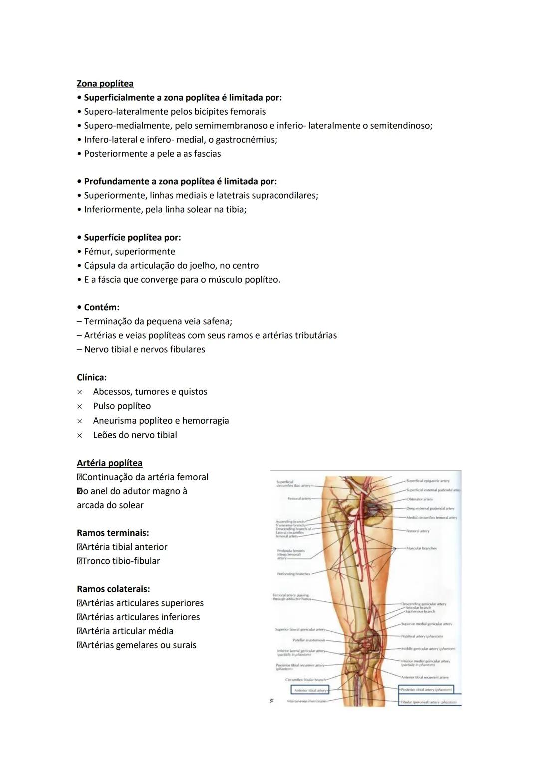 Terminologia e planos do corpo humano
Descreve planos espaciais dos órgãos
O corpo humano deve-se considerar na seguinte posição
• Sempre o