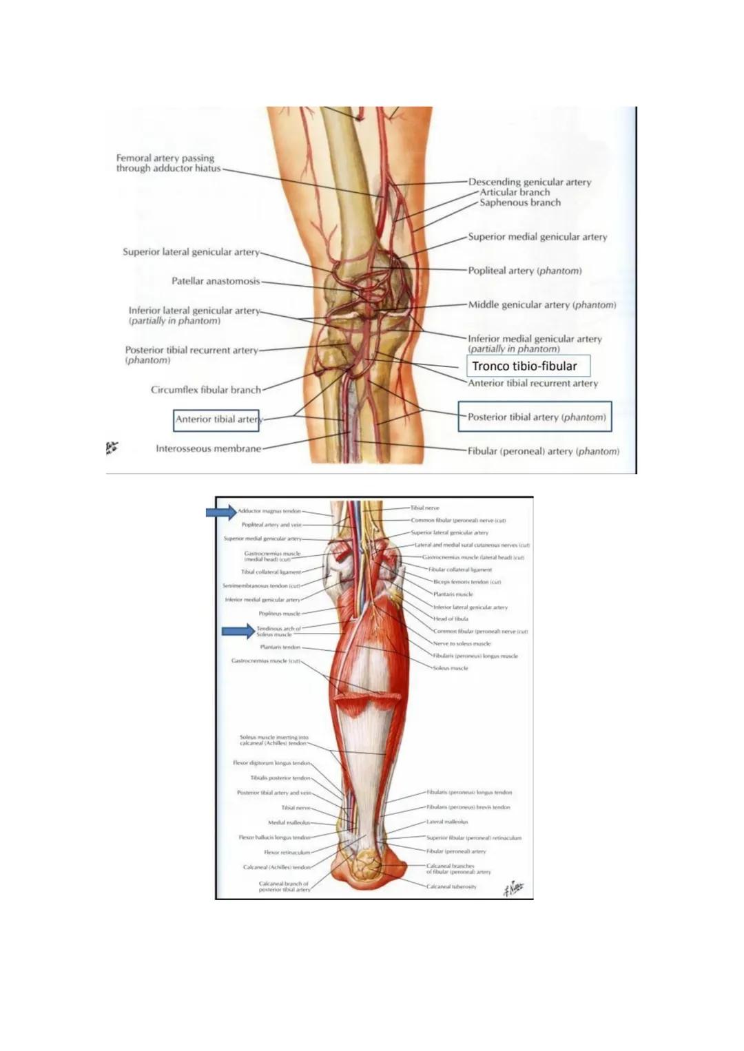 Terminologia e planos do corpo humano
Descreve planos espaciais dos órgãos
O corpo humano deve-se considerar na seguinte posição
• Sempre o