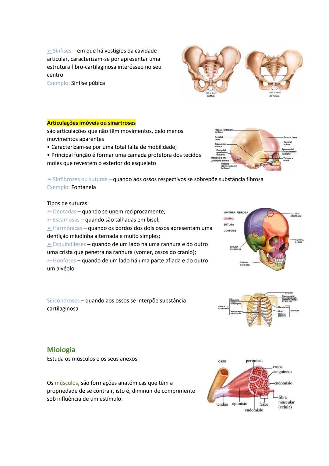 Terminologia e planos do corpo humano
Descreve planos espaciais dos órgãos
O corpo humano deve-se considerar na seguinte posição
• Sempre o