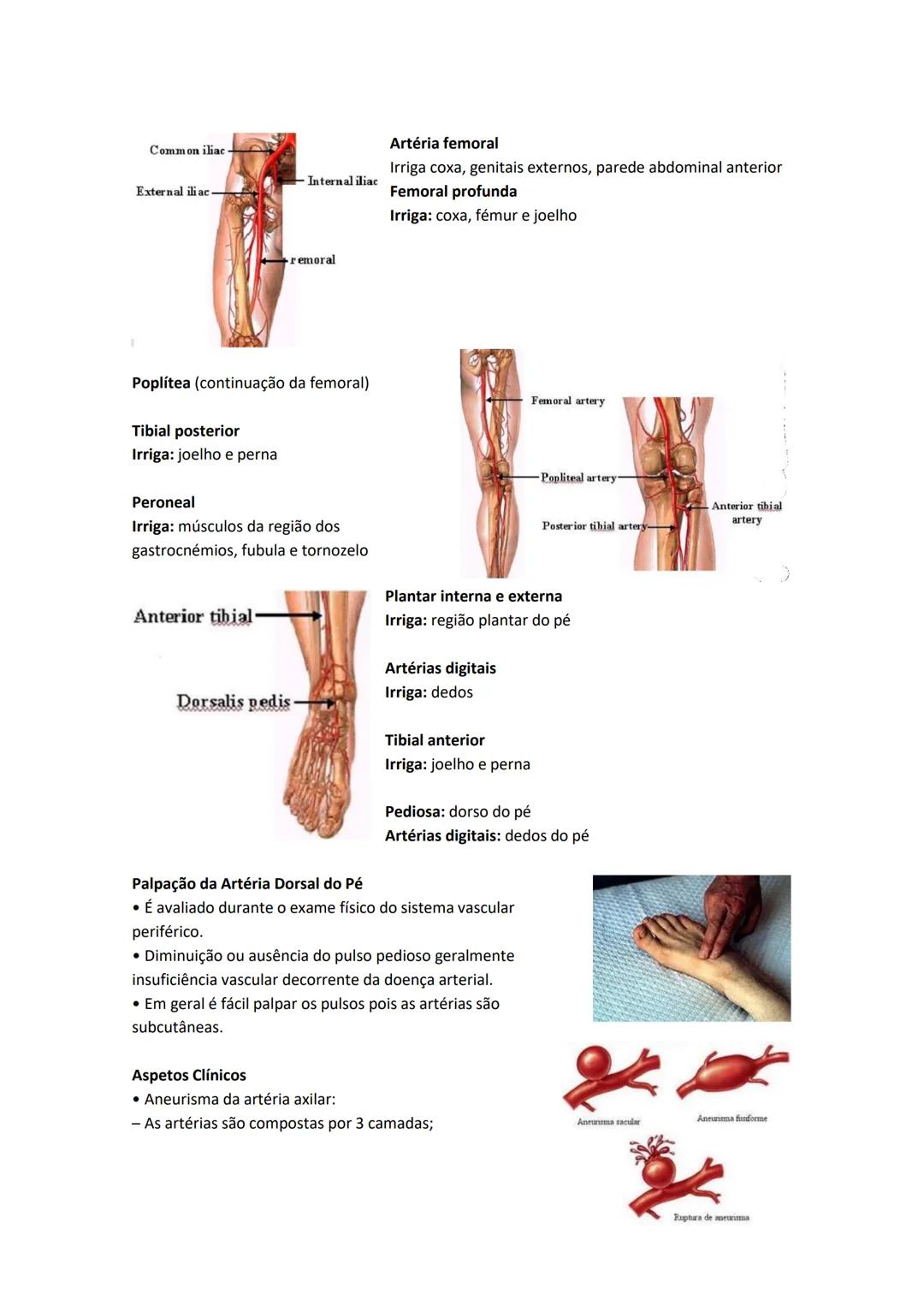 Terminologia e planos do corpo humano
Descreve planos espaciais dos órgãos
O corpo humano deve-se considerar na seguinte posição
• Sempre o