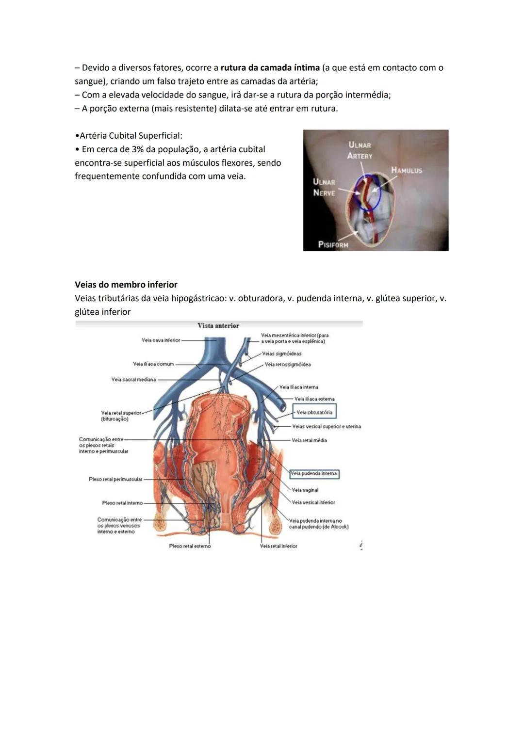 Terminologia e planos do corpo humano
Descreve planos espaciais dos órgãos
O corpo humano deve-se considerar na seguinte posição
• Sempre o
