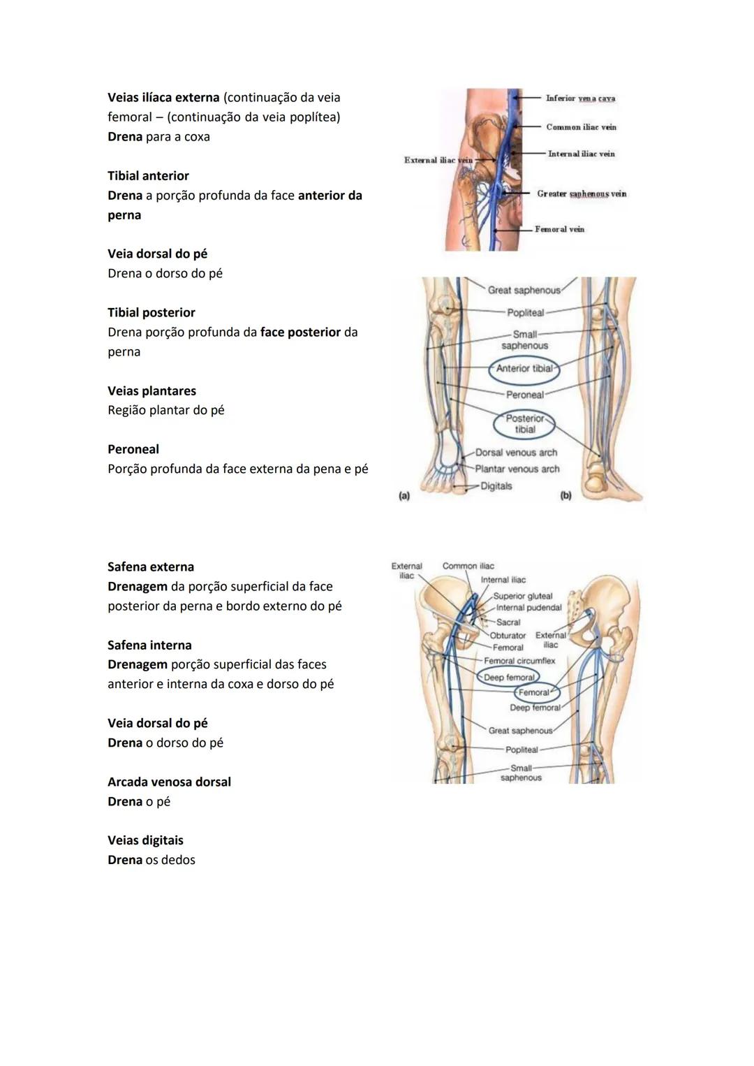 Terminologia e planos do corpo humano
Descreve planos espaciais dos órgãos
O corpo humano deve-se considerar na seguinte posição
• Sempre o