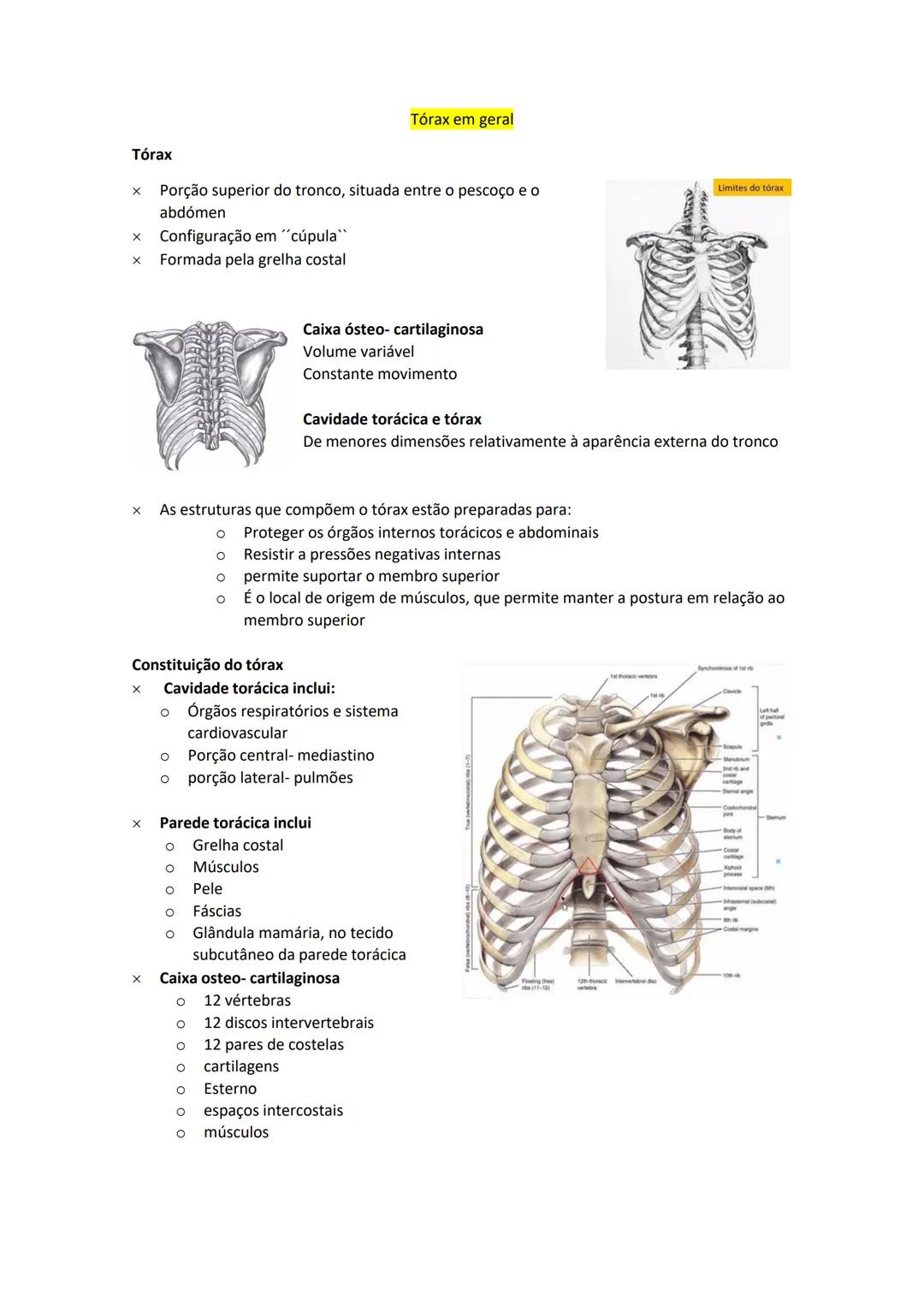 Terminologia e planos do corpo humano
Descreve planos espaciais dos órgãos
O corpo humano deve-se considerar na seguinte posição
• Sempre o