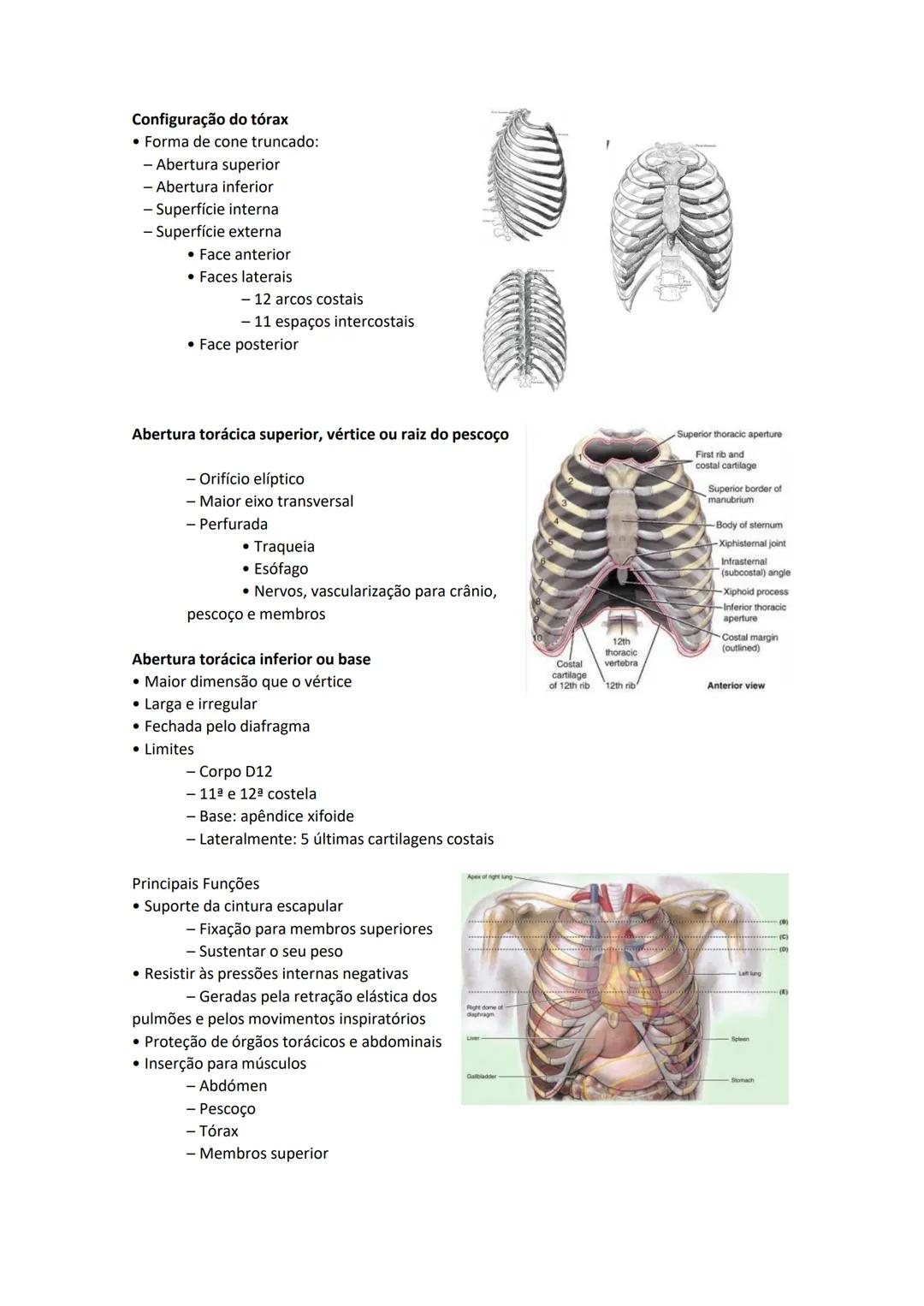Terminologia e planos do corpo humano
Descreve planos espaciais dos órgãos
O corpo humano deve-se considerar na seguinte posição
• Sempre o