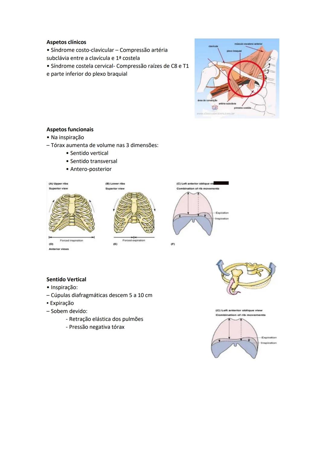 Terminologia e planos do corpo humano
Descreve planos espaciais dos órgãos
O corpo humano deve-se considerar na seguinte posição
• Sempre o