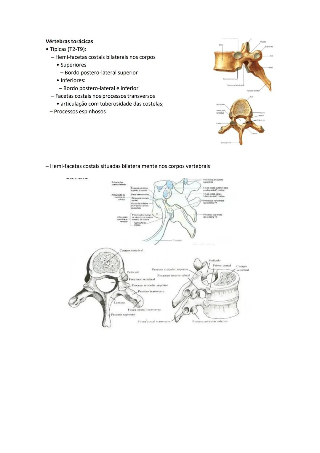 Terminologia e planos do corpo humano
Descreve planos espaciais dos órgãos
O corpo humano deve-se considerar na seguinte posição
• Sempre o