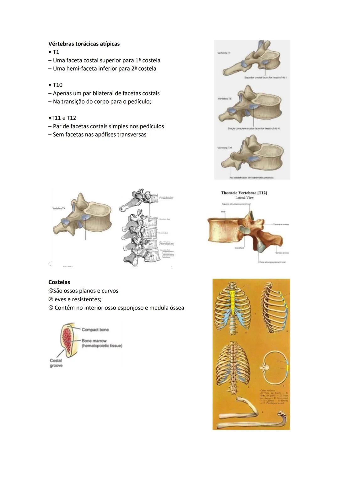 Terminologia e planos do corpo humano
Descreve planos espaciais dos órgãos
O corpo humano deve-se considerar na seguinte posição
• Sempre o