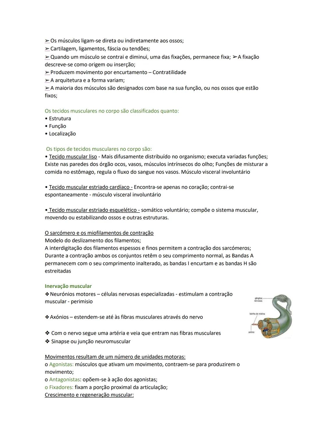 Terminologia e planos do corpo humano
Descreve planos espaciais dos órgãos
O corpo humano deve-se considerar na seguinte posição
• Sempre o