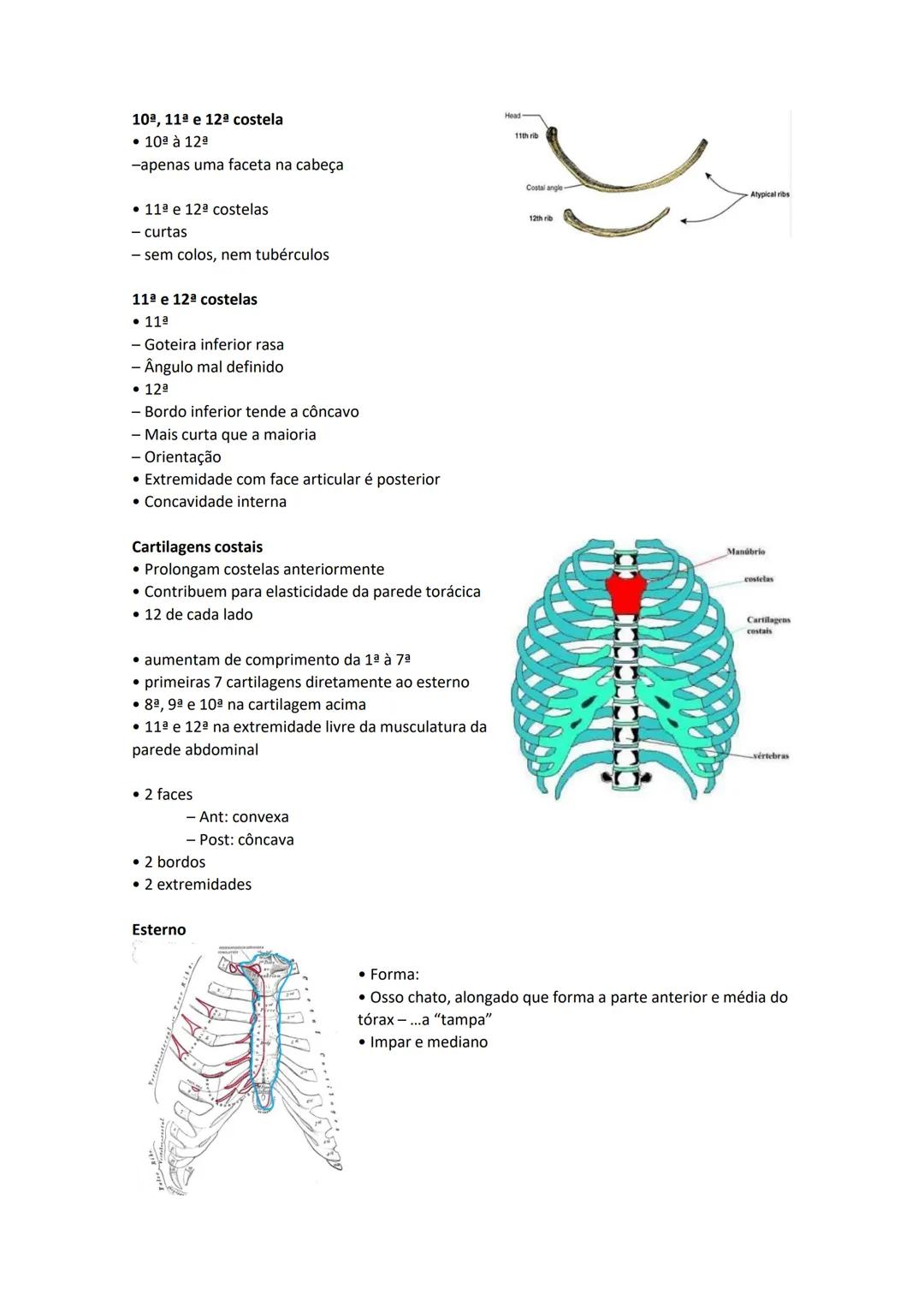 Terminologia e planos do corpo humano
Descreve planos espaciais dos órgãos
O corpo humano deve-se considerar na seguinte posição
• Sempre o