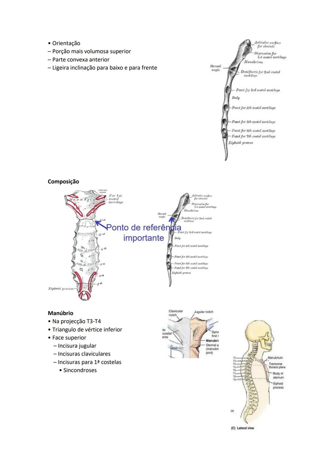 Terminologia e planos do corpo humano
Descreve planos espaciais dos órgãos
O corpo humano deve-se considerar na seguinte posição
• Sempre o