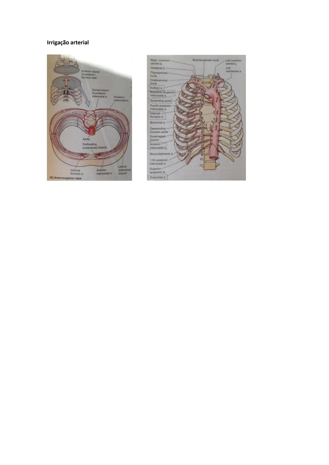 Terminologia e planos do corpo humano
Descreve planos espaciais dos órgãos
O corpo humano deve-se considerar na seguinte posição
• Sempre o