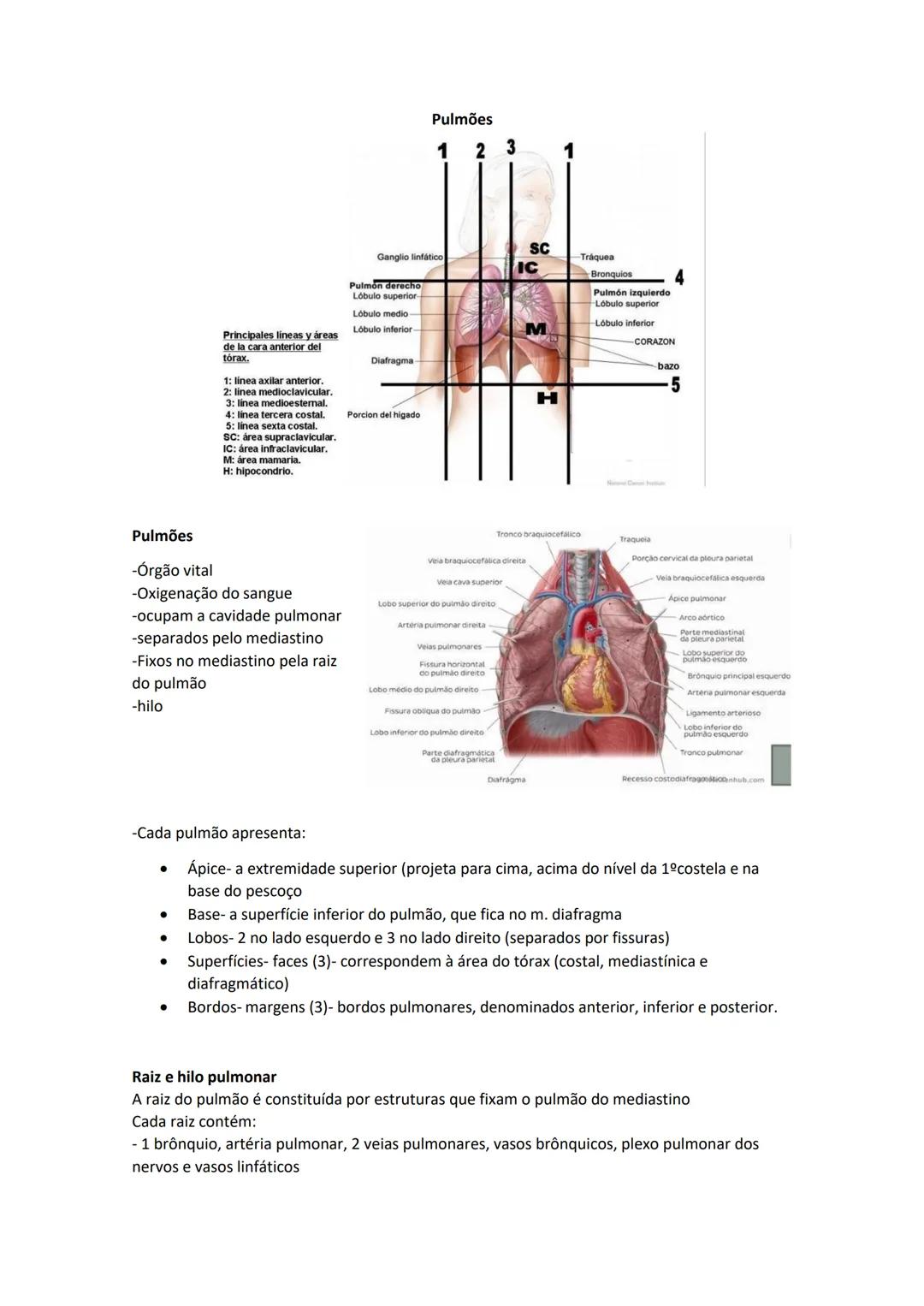 Terminologia e planos do corpo humano
Descreve planos espaciais dos órgãos
O corpo humano deve-se considerar na seguinte posição
• Sempre o