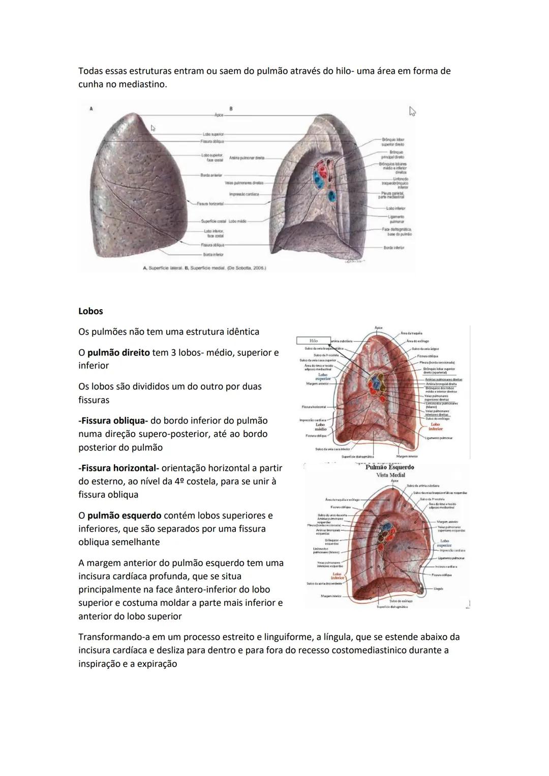 Terminologia e planos do corpo humano
Descreve planos espaciais dos órgãos
O corpo humano deve-se considerar na seguinte posição
• Sempre o