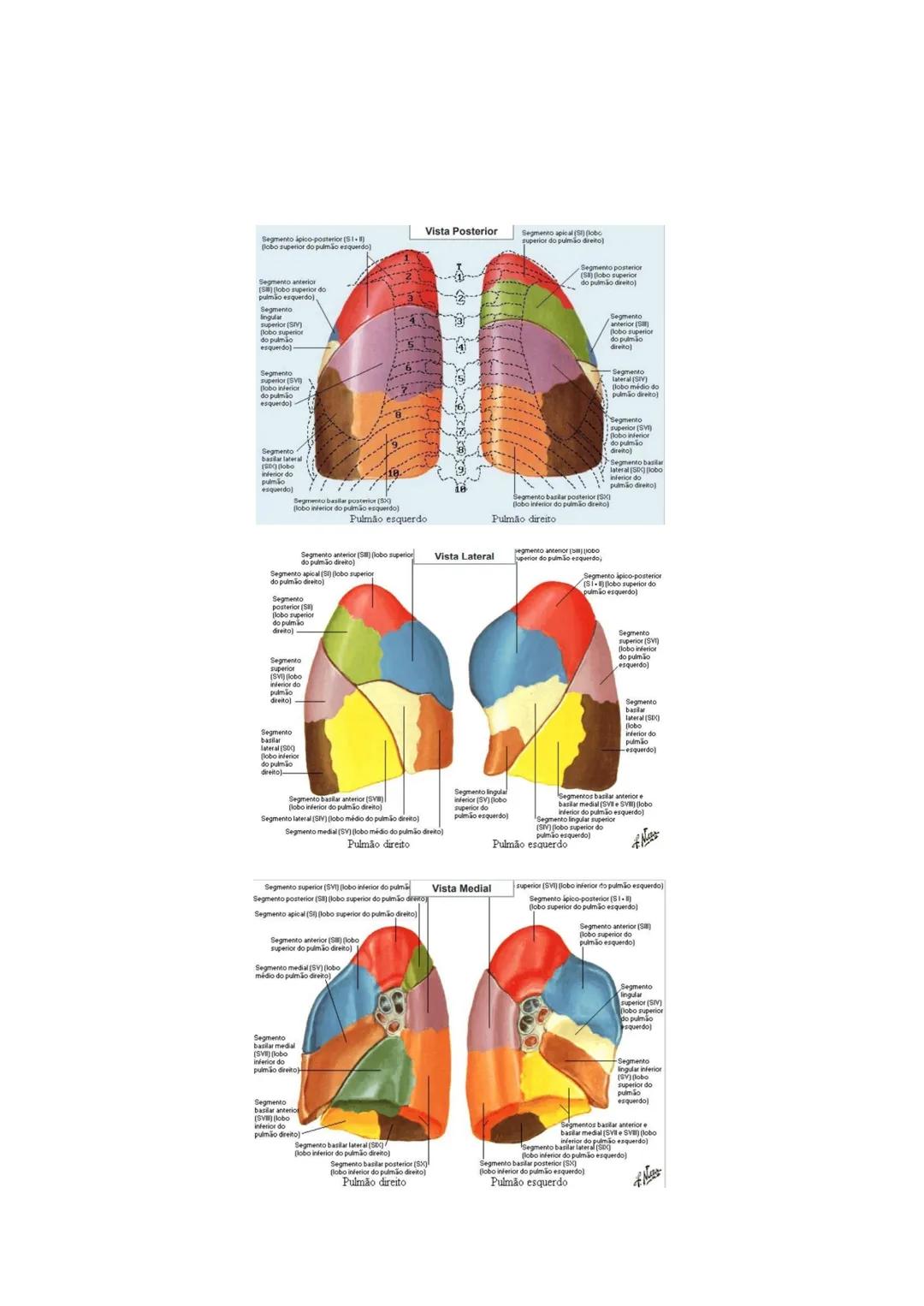 Terminologia e planos do corpo humano
Descreve planos espaciais dos órgãos
O corpo humano deve-se considerar na seguinte posição
• Sempre o