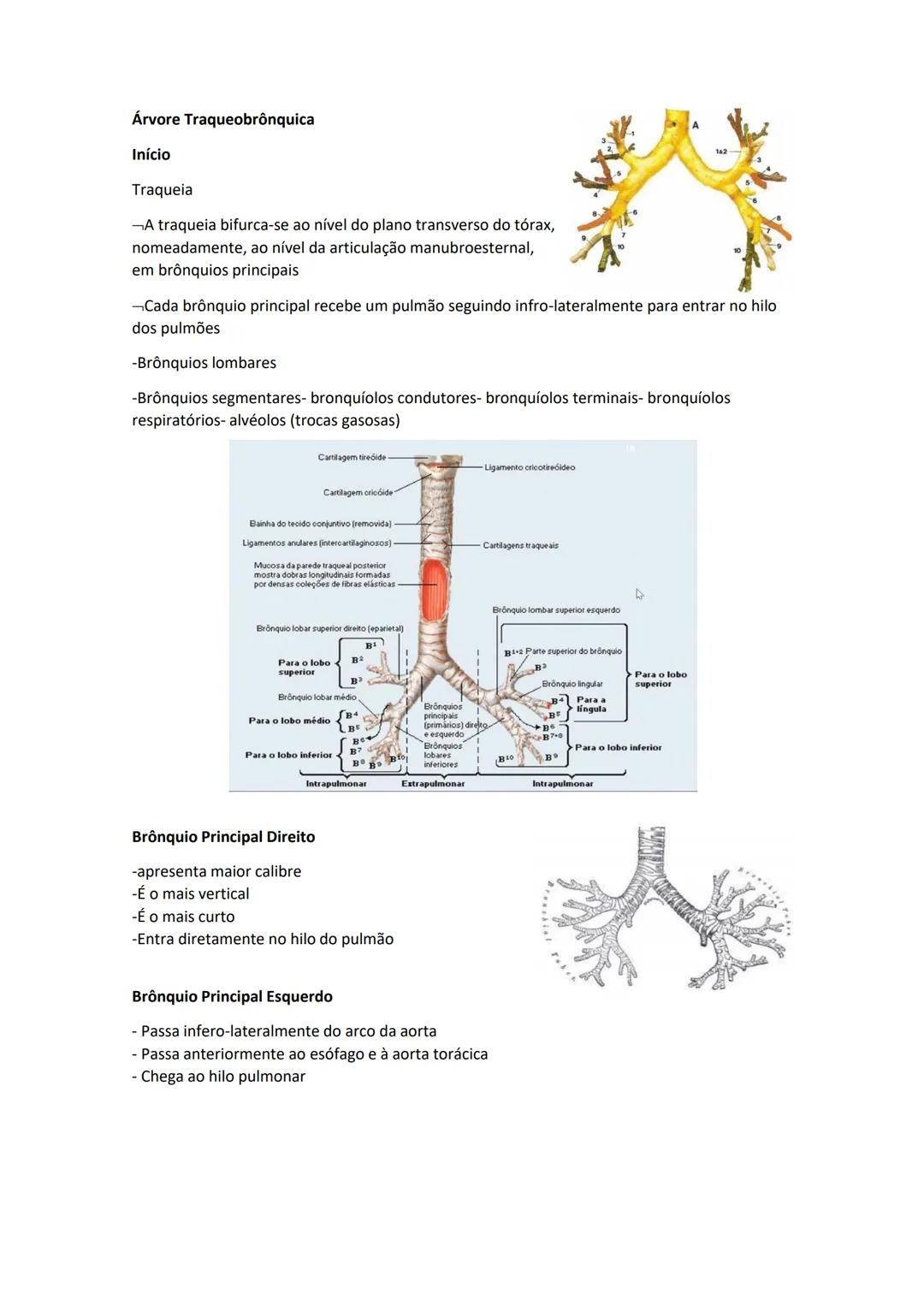 Terminologia e planos do corpo humano
Descreve planos espaciais dos órgãos
O corpo humano deve-se considerar na seguinte posição
• Sempre o