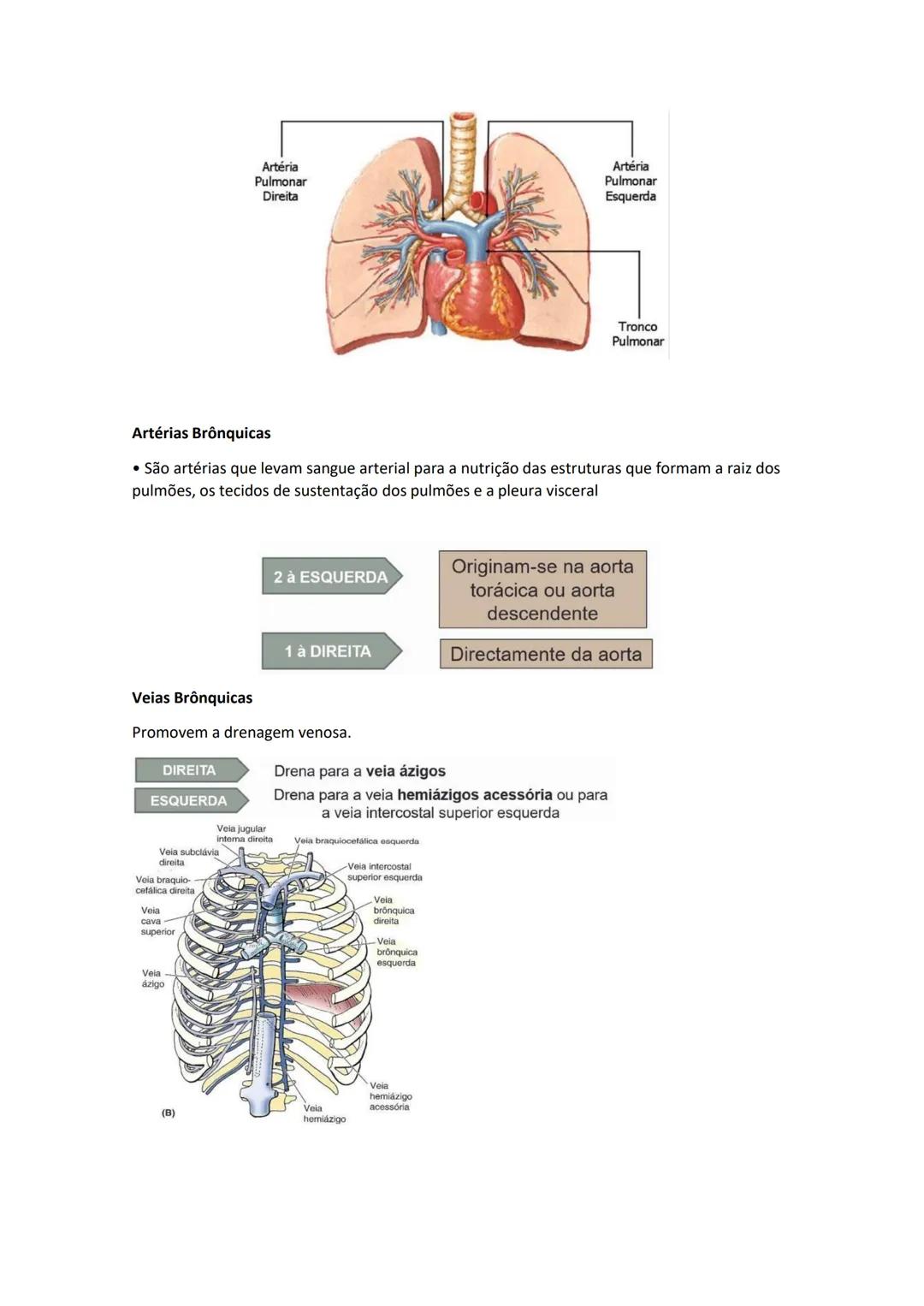 Terminologia e planos do corpo humano
Descreve planos espaciais dos órgãos
O corpo humano deve-se considerar na seguinte posição
• Sempre o