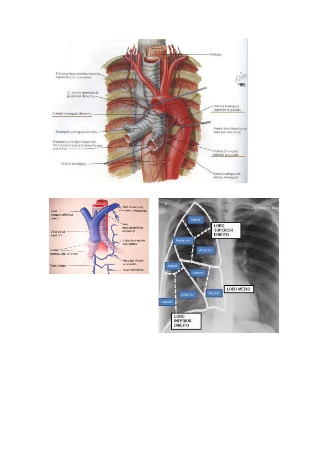 Terminologia e planos do corpo humano
Descreve planos espaciais dos órgãos
O corpo humano deve-se considerar na seguinte posição
• Sempre o
