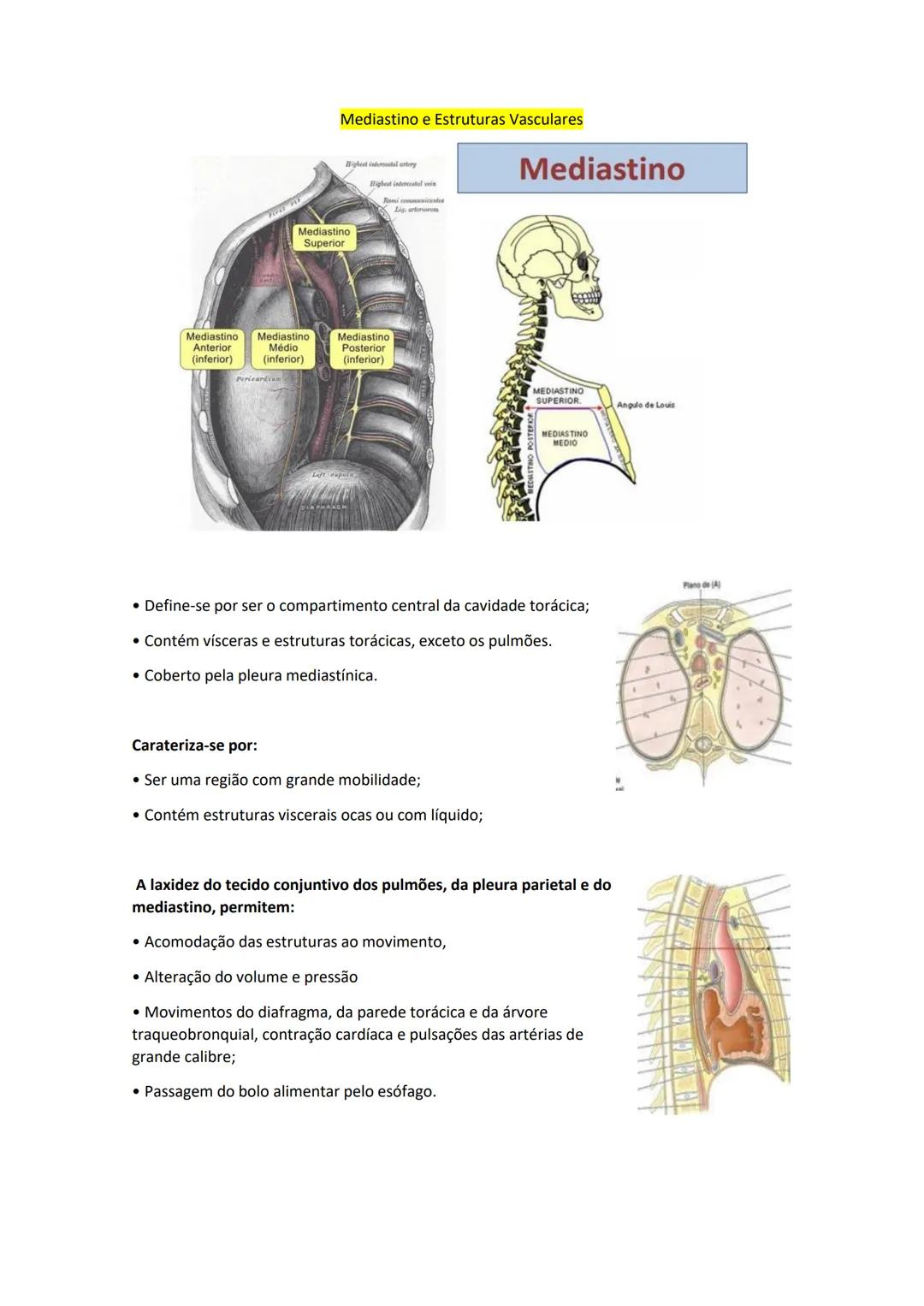 Terminologia e planos do corpo humano
Descreve planos espaciais dos órgãos
O corpo humano deve-se considerar na seguinte posição
• Sempre o
