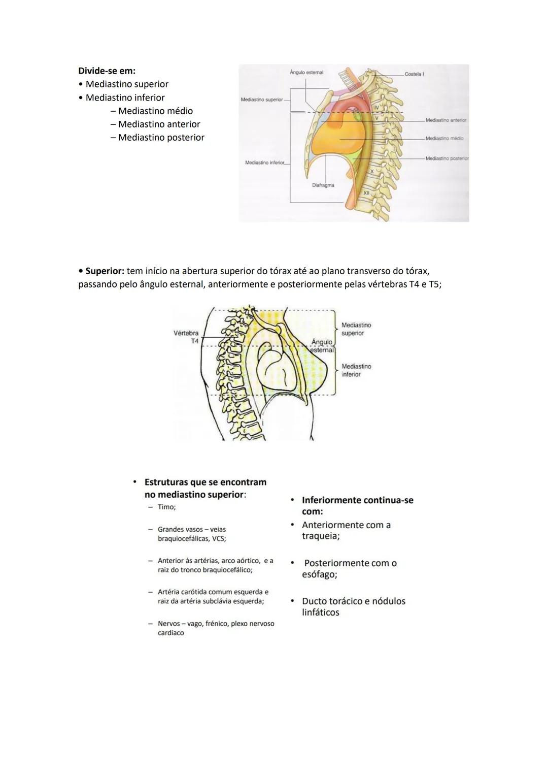 Terminologia e planos do corpo humano
Descreve planos espaciais dos órgãos
O corpo humano deve-se considerar na seguinte posição
• Sempre o