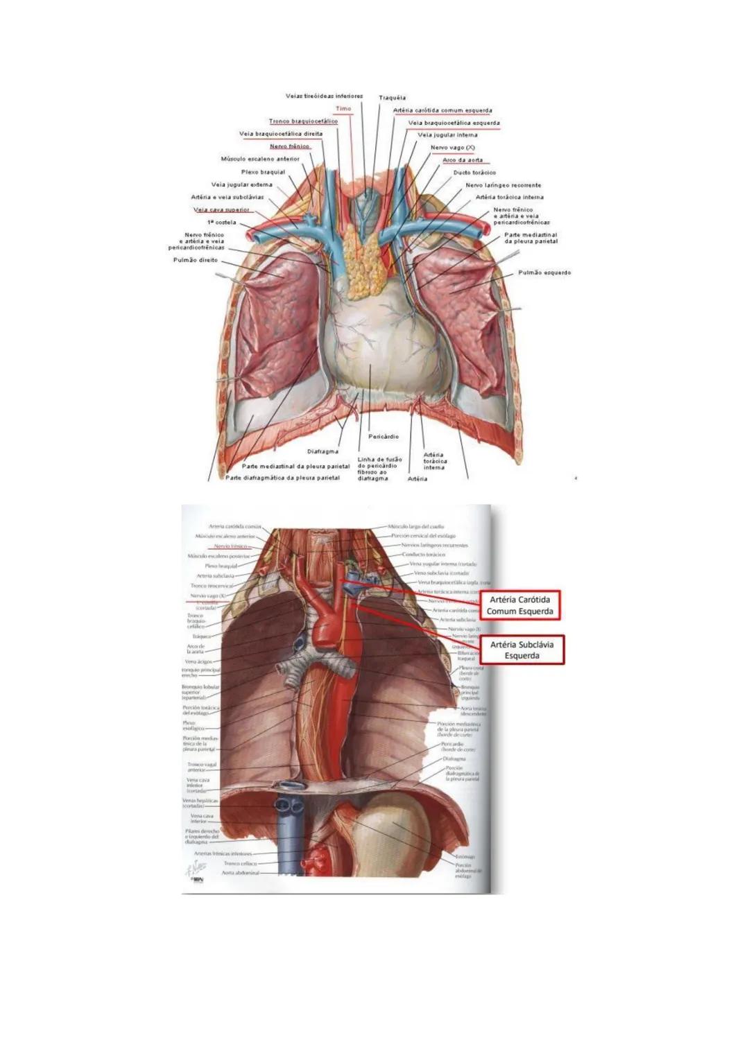 Terminologia e planos do corpo humano
Descreve planos espaciais dos órgãos
O corpo humano deve-se considerar na seguinte posição
• Sempre o