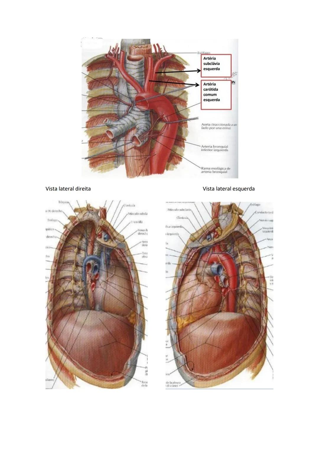 Terminologia e planos do corpo humano
Descreve planos espaciais dos órgãos
O corpo humano deve-se considerar na seguinte posição
• Sempre o
