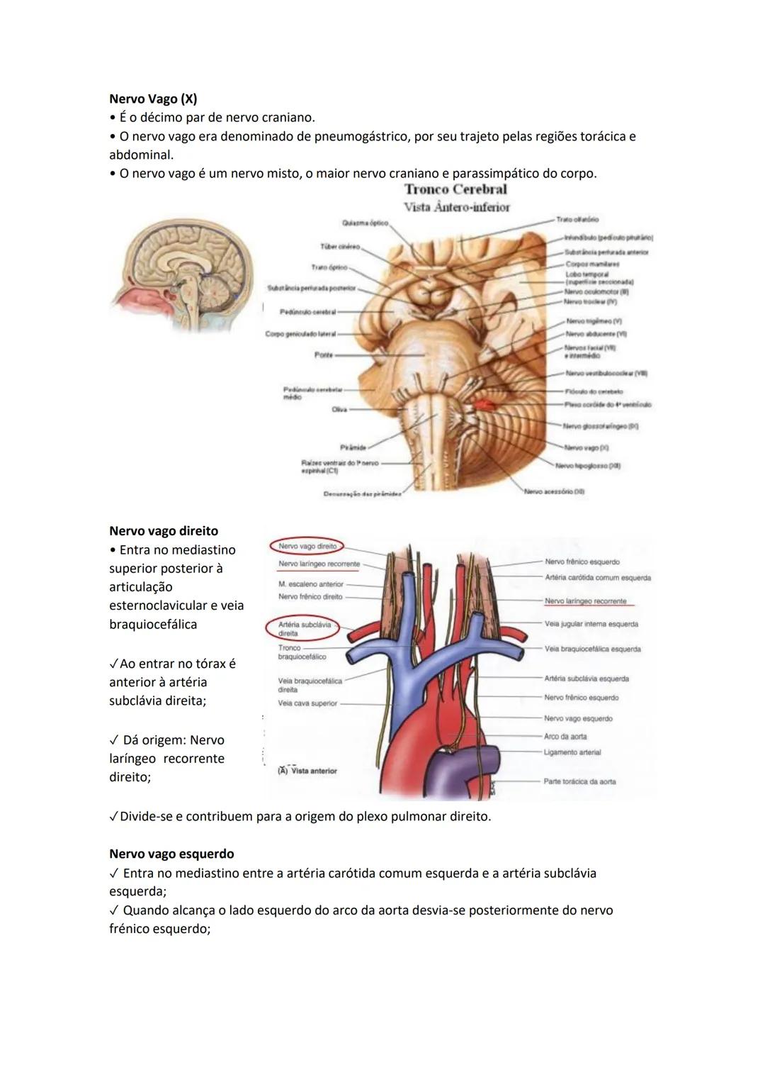 Terminologia e planos do corpo humano
Descreve planos espaciais dos órgãos
O corpo humano deve-se considerar na seguinte posição
• Sempre o