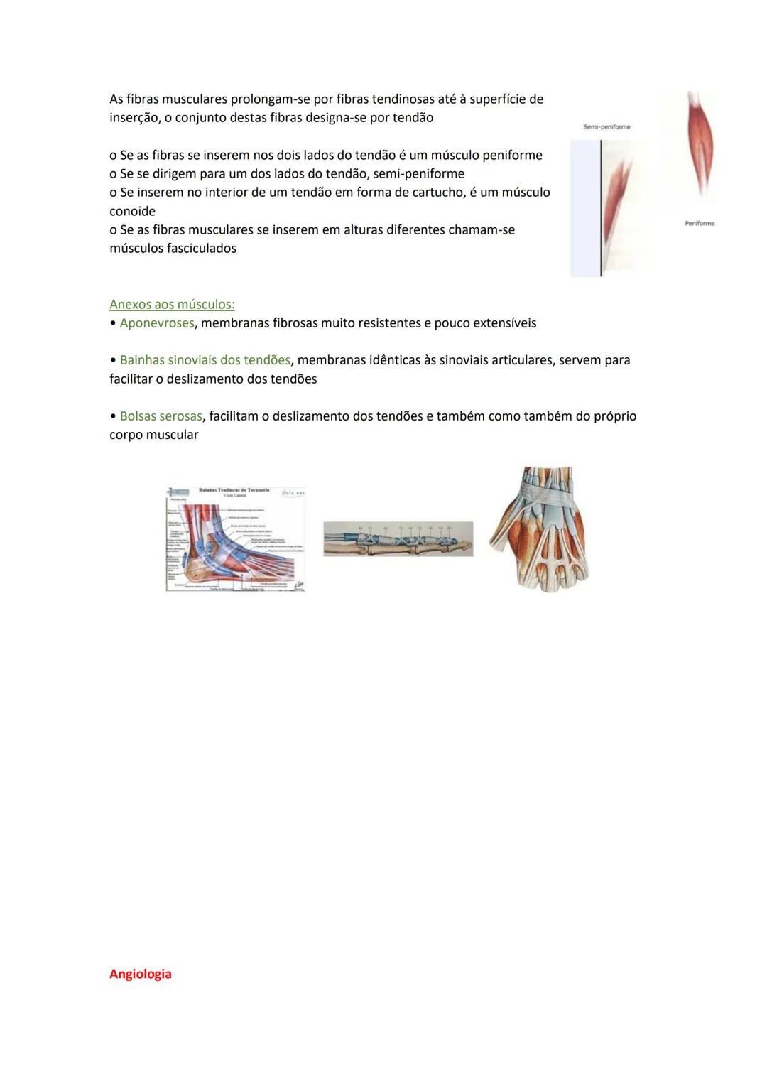 Terminologia e planos do corpo humano
Descreve planos espaciais dos órgãos
O corpo humano deve-se considerar na seguinte posição
• Sempre o