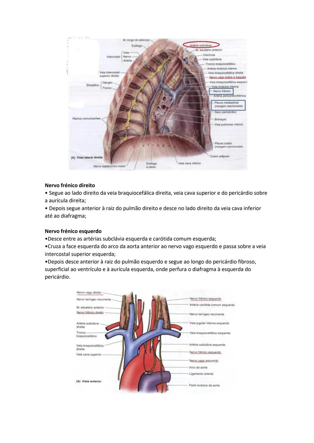 Terminologia e planos do corpo humano
Descreve planos espaciais dos órgãos
O corpo humano deve-se considerar na seguinte posição
• Sempre o