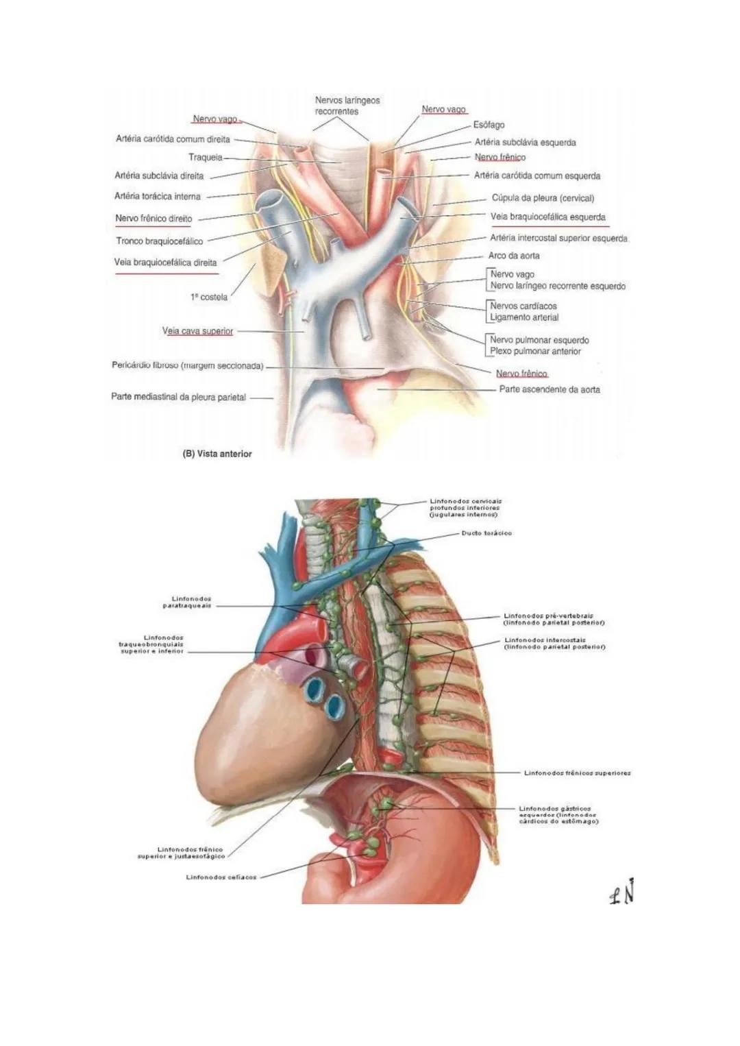 Terminologia e planos do corpo humano
Descreve planos espaciais dos órgãos
O corpo humano deve-se considerar na seguinte posição
• Sempre o