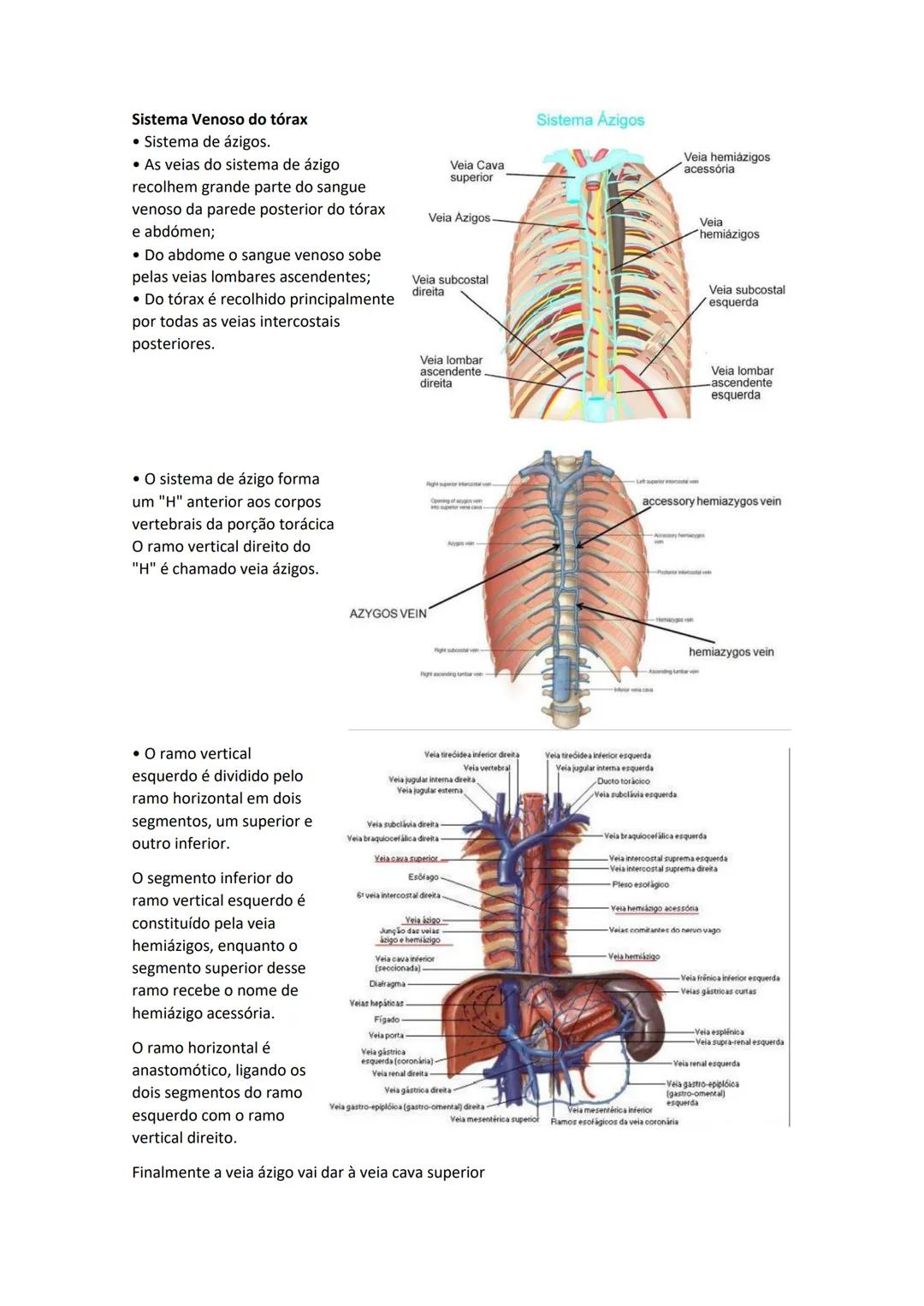 Terminologia e planos do corpo humano
Descreve planos espaciais dos órgãos
O corpo humano deve-se considerar na seguinte posição
• Sempre o