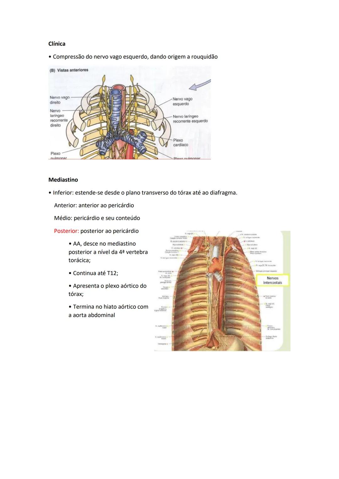 Terminologia e planos do corpo humano
Descreve planos espaciais dos órgãos
O corpo humano deve-se considerar na seguinte posição
• Sempre o