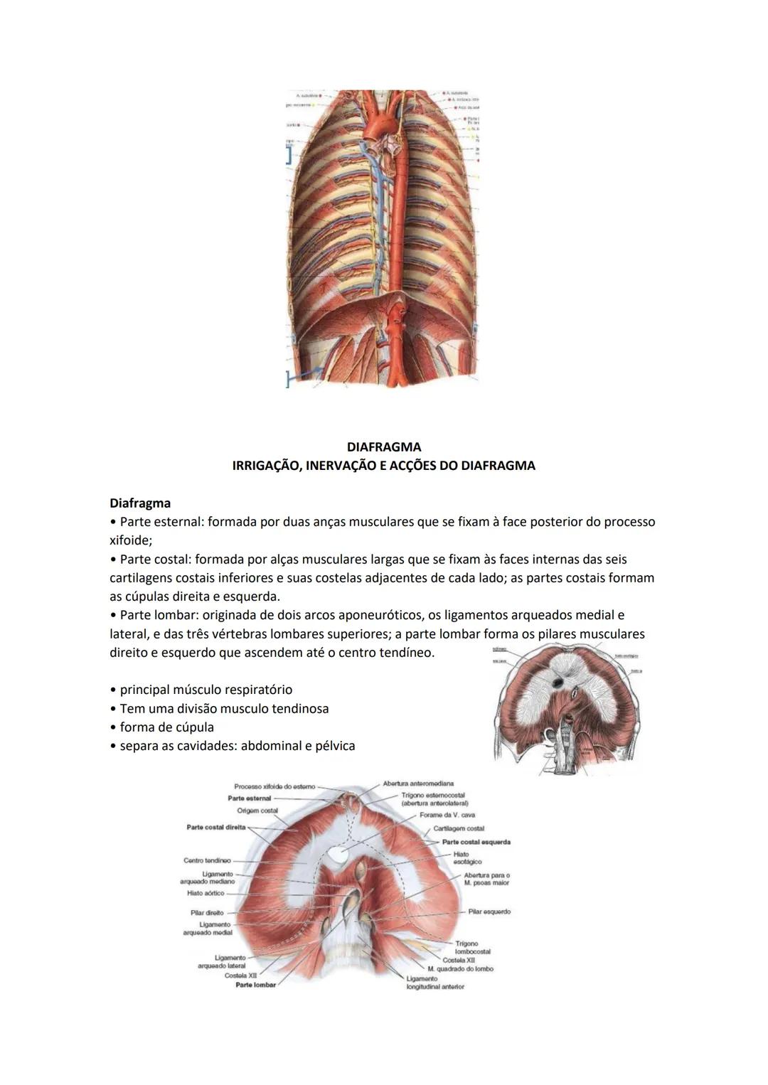 Terminologia e planos do corpo humano
Descreve planos espaciais dos órgãos
O corpo humano deve-se considerar na seguinte posição
• Sempre o