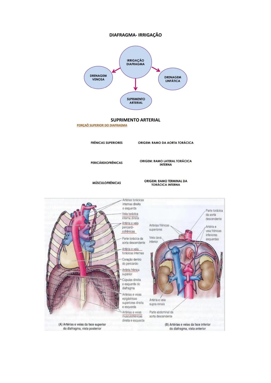 Terminologia e planos do corpo humano
Descreve planos espaciais dos órgãos
O corpo humano deve-se considerar na seguinte posição
• Sempre o