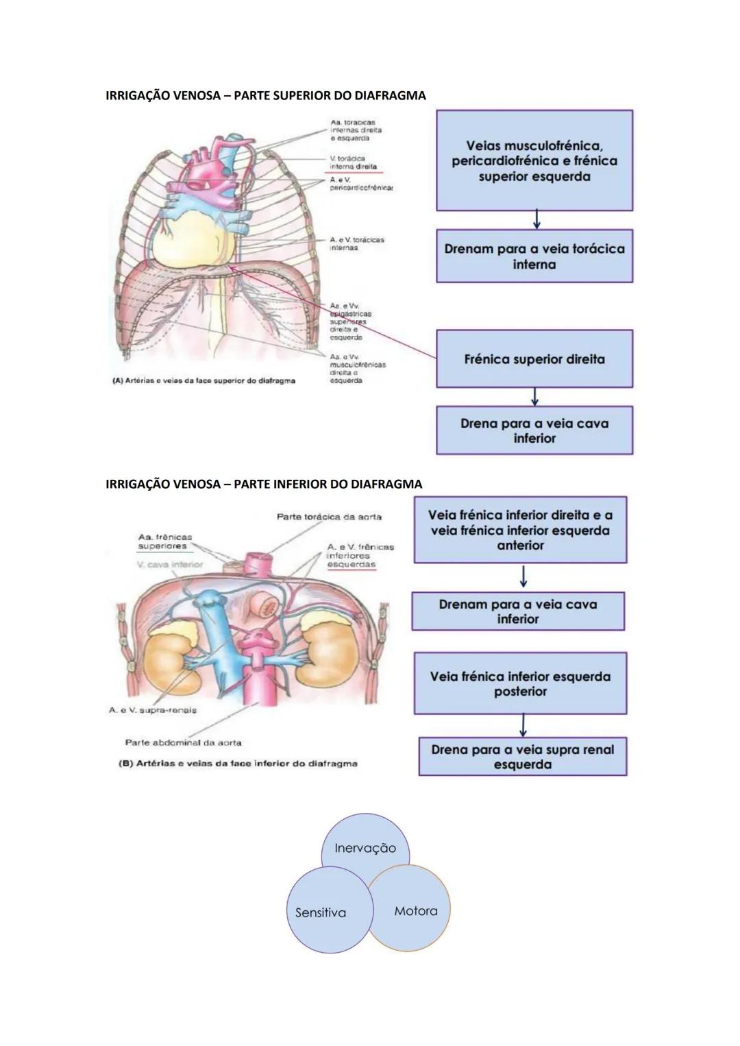 Terminologia e planos do corpo humano
Descreve planos espaciais dos órgãos
O corpo humano deve-se considerar na seguinte posição
• Sempre o