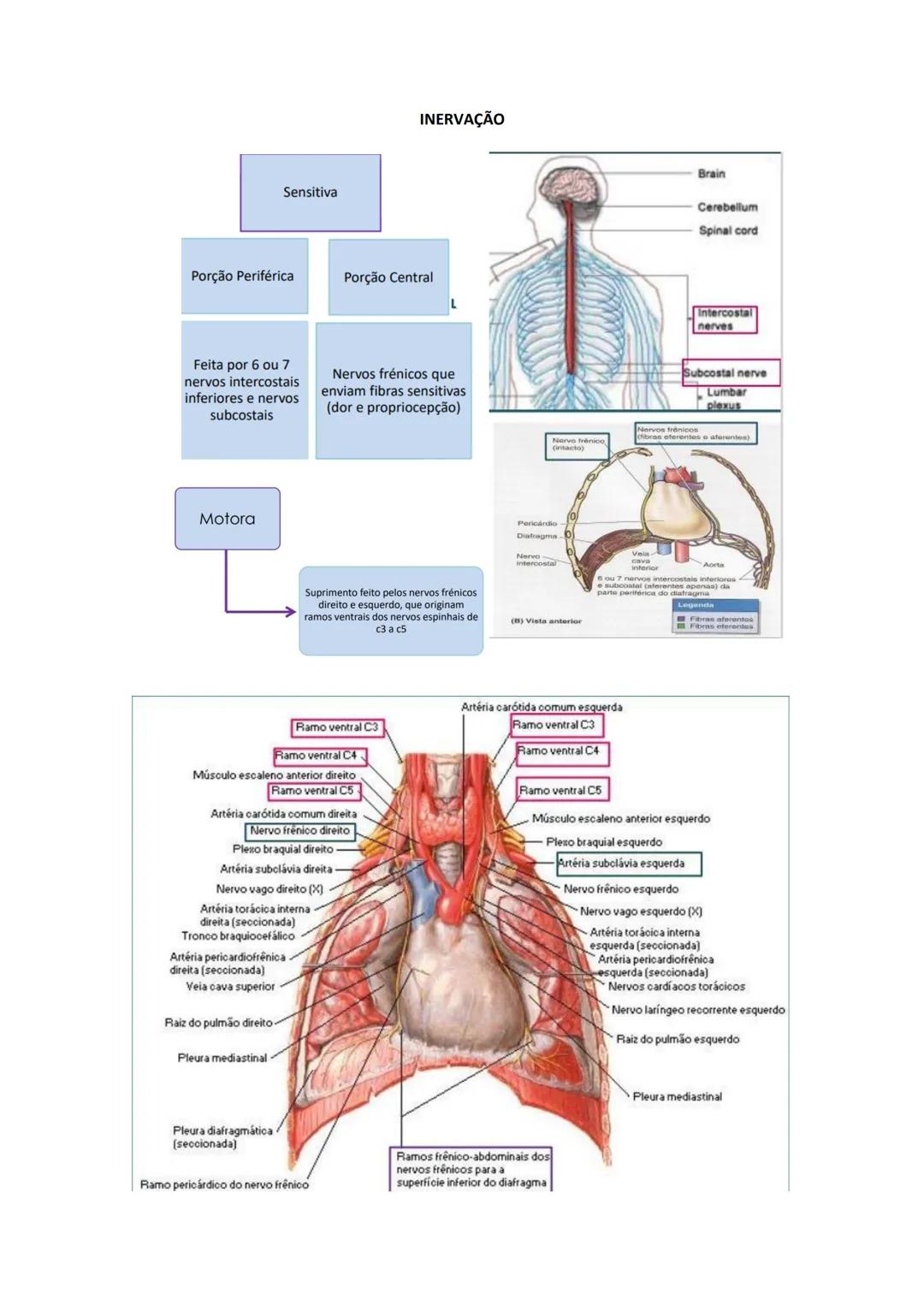 Terminologia e planos do corpo humano
Descreve planos espaciais dos órgãos
O corpo humano deve-se considerar na seguinte posição
• Sempre o