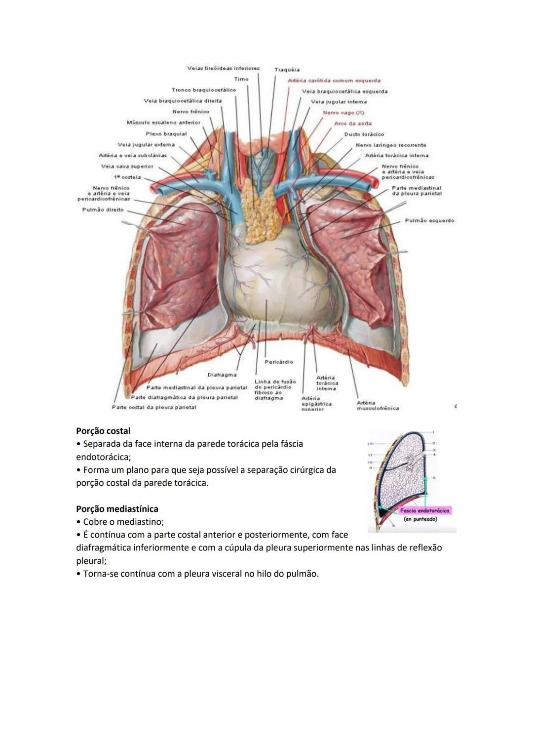 Terminologia e planos do corpo humano
Descreve planos espaciais dos órgãos
O corpo humano deve-se considerar na seguinte posição
• Sempre o