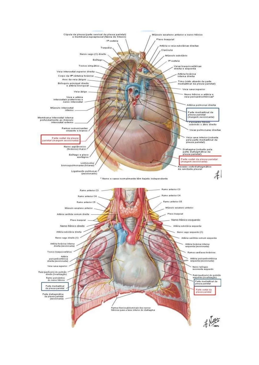 Terminologia e planos do corpo humano
Descreve planos espaciais dos órgãos
O corpo humano deve-se considerar na seguinte posição
• Sempre o