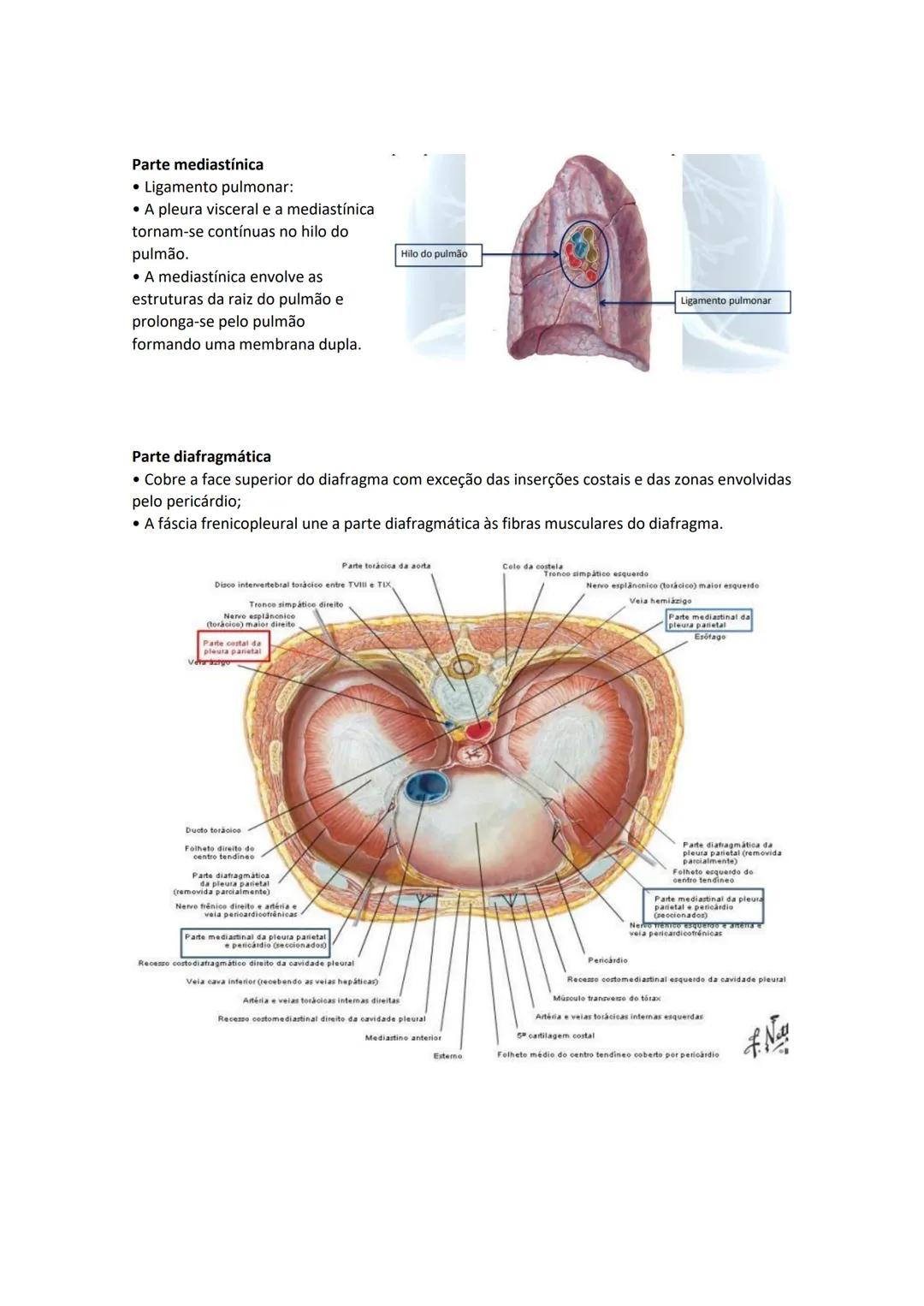 Terminologia e planos do corpo humano
Descreve planos espaciais dos órgãos
O corpo humano deve-se considerar na seguinte posição
• Sempre o