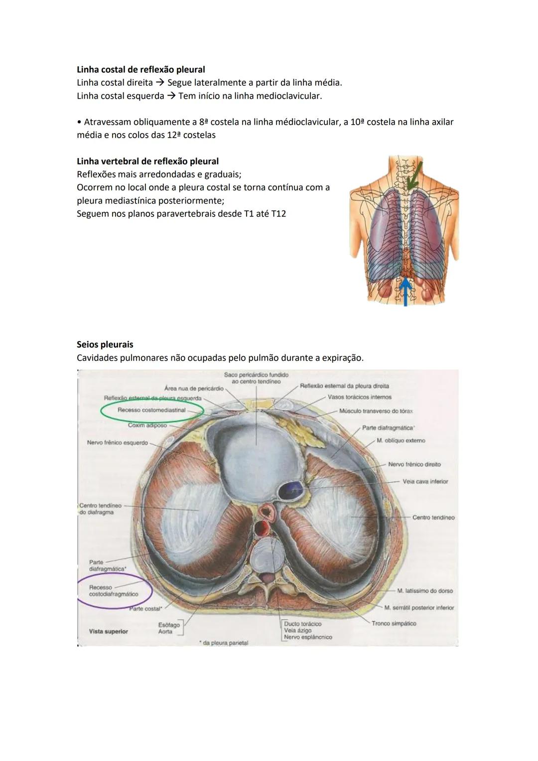 Terminologia e planos do corpo humano
Descreve planos espaciais dos órgãos
O corpo humano deve-se considerar na seguinte posição
• Sempre o