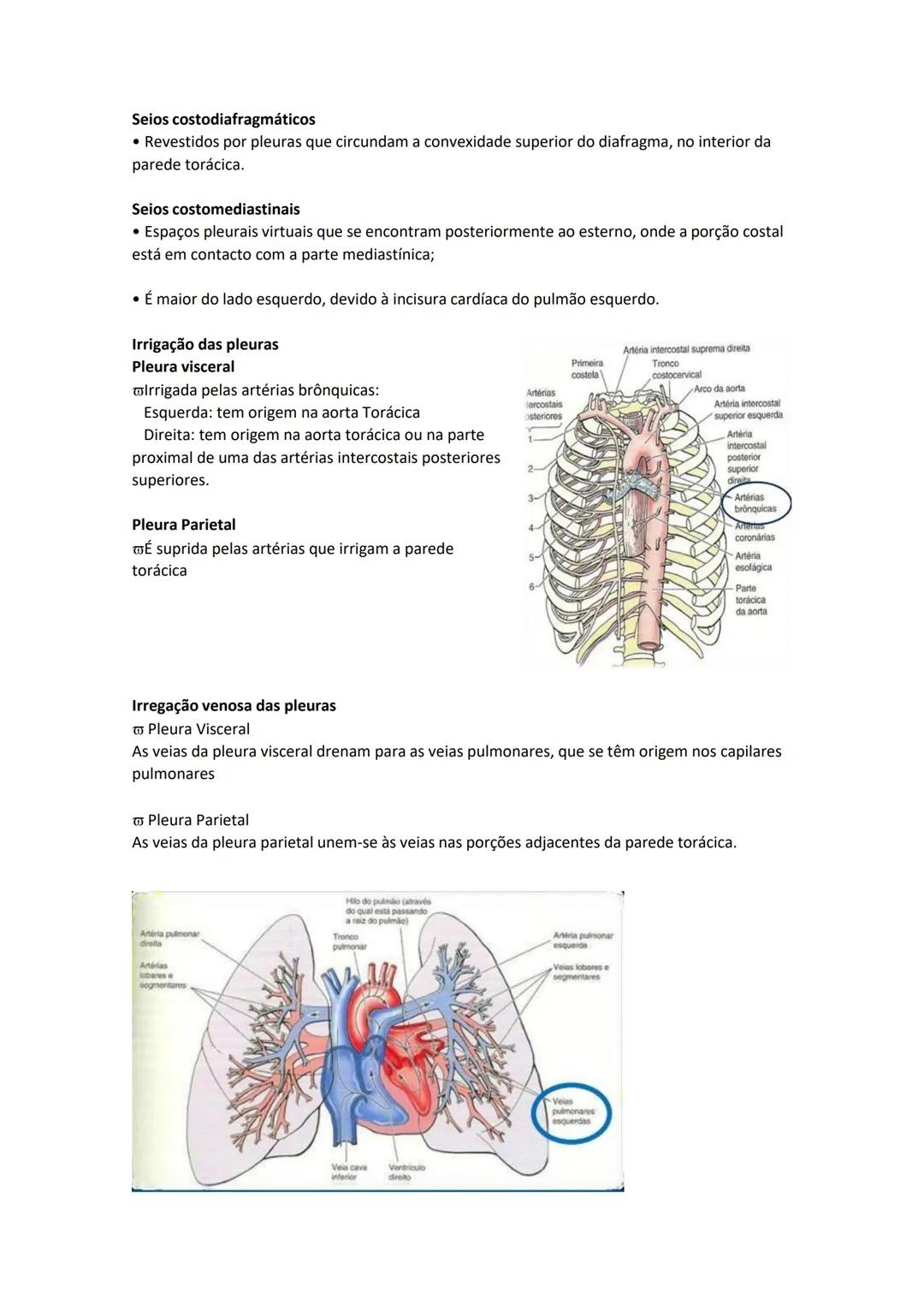 Terminologia e planos do corpo humano
Descreve planos espaciais dos órgãos
O corpo humano deve-se considerar na seguinte posição
• Sempre o