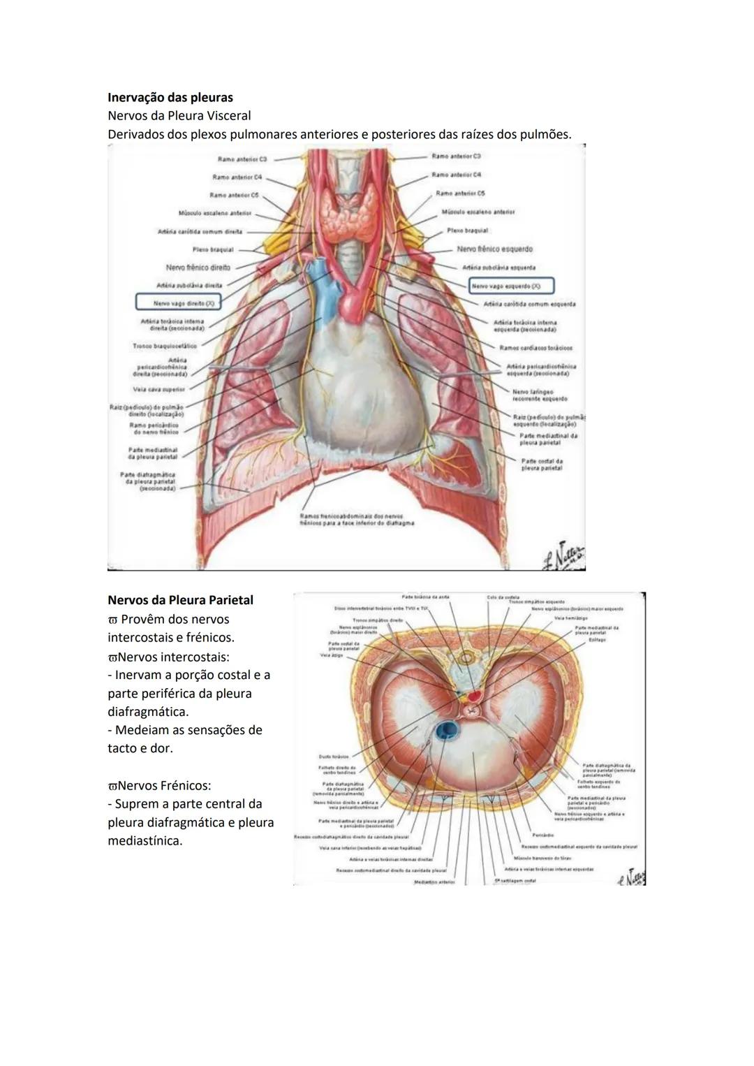 Terminologia e planos do corpo humano
Descreve planos espaciais dos órgãos
O corpo humano deve-se considerar na seguinte posição
• Sempre o