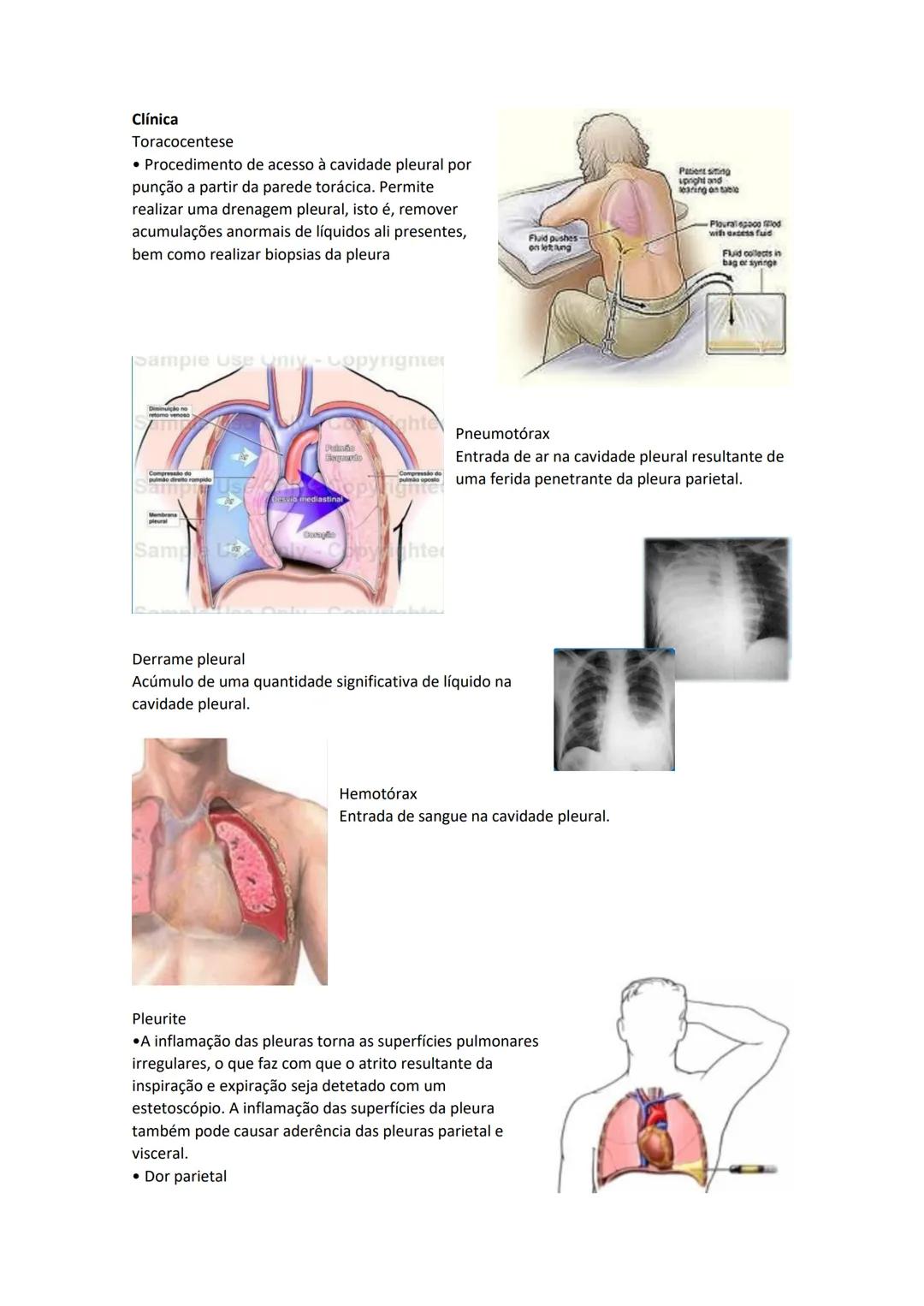 Terminologia e planos do corpo humano
Descreve planos espaciais dos órgãos
O corpo humano deve-se considerar na seguinte posição
• Sempre o