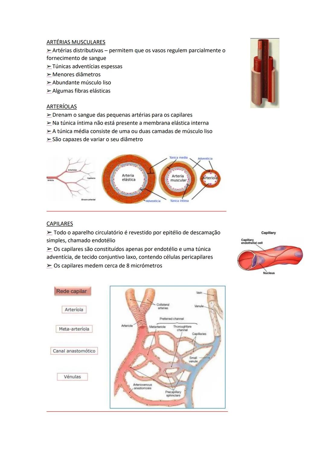 Terminologia e planos do corpo humano
Descreve planos espaciais dos órgãos
O corpo humano deve-se considerar na seguinte posição
• Sempre o