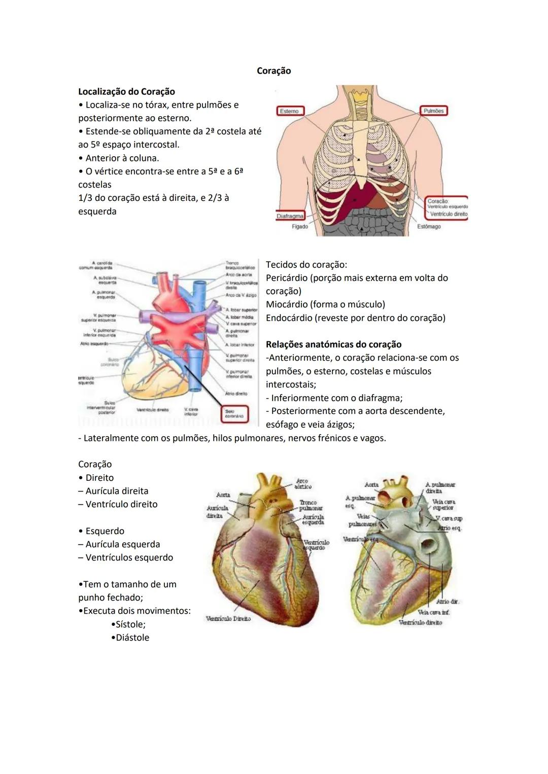 Terminologia e planos do corpo humano
Descreve planos espaciais dos órgãos
O corpo humano deve-se considerar na seguinte posição
• Sempre o
